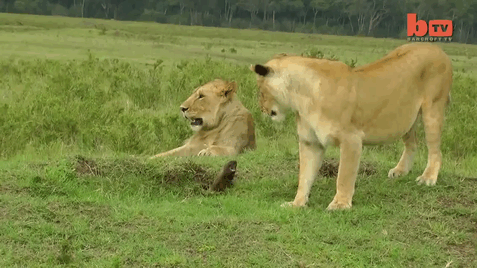 MVaVKG8.gif