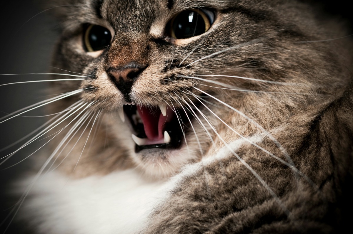 cat_hissing_x1.jpg