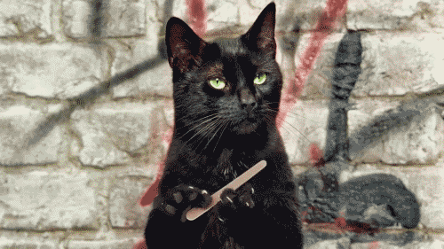 catfilingn_3h6xef37.gif