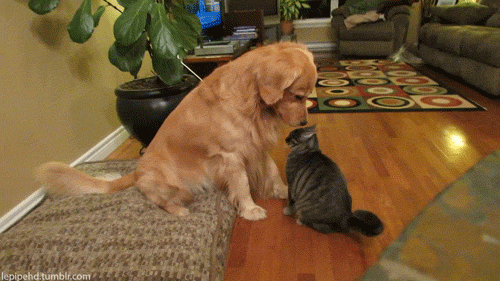 tumblr_nbg58y4LaK1sok7a0o2_500.gif