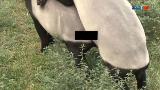 tapirsex.jpg
