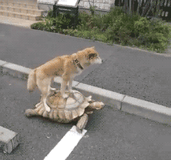 tumblr_mzj8b6aKbA1r03eaxo1_250.gif