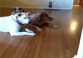 giphy.gif