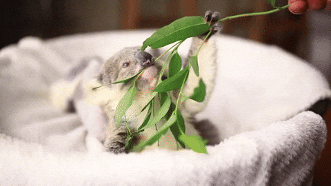 giphy.gif
