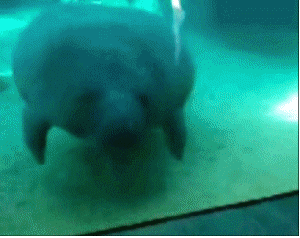 manatee.gif