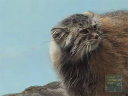 CHVnPM1.gif