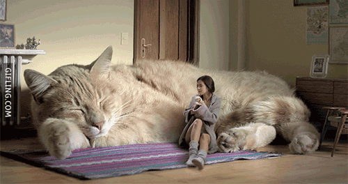 tumblr_inline_o9ne89W66L1to45z2_500.gif