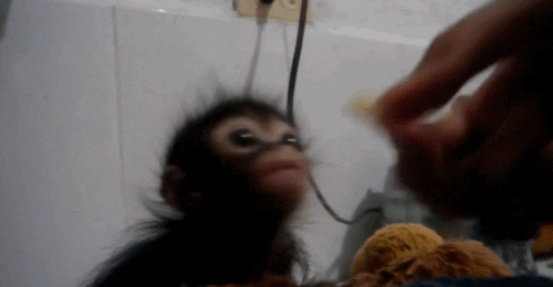 giphy.gif