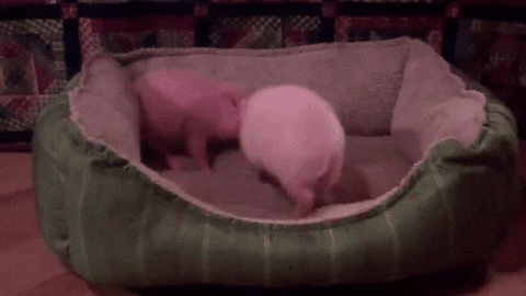 giphy.gif