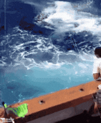 200w.gif