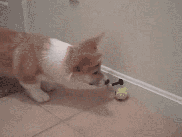 0w4mvtr.gif