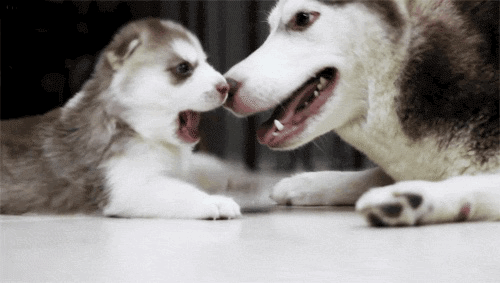tumblr_nmzo3tLD851utqz2ko1_500.gif