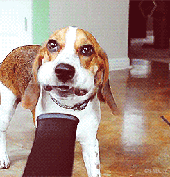 tumblr_n117ec8jxQ1s5rsdao1_250.gif