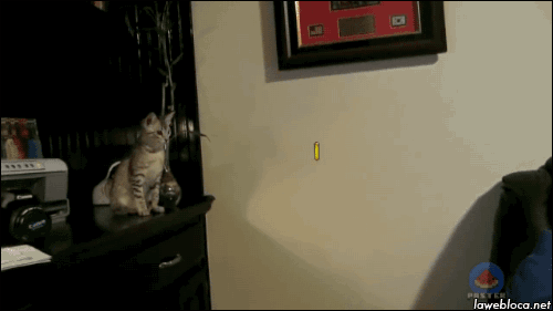 tumblr_nbqnz7vPG41s02vreo1_500.gif