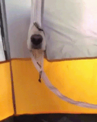200w.gif