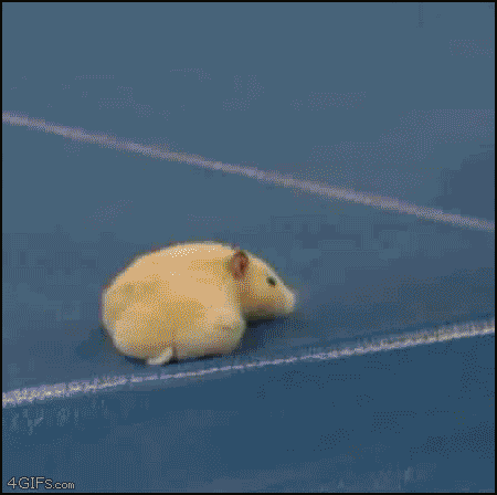 giphy.gif