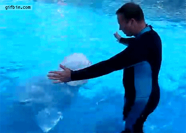 white-whale-gives-man-a-hug.jpg