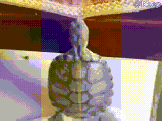 tumblr_o84nqxE32c1uluepno1_400.gif