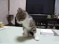 tumblr_mxctsgWAAQ1syn9uso1_250.gif