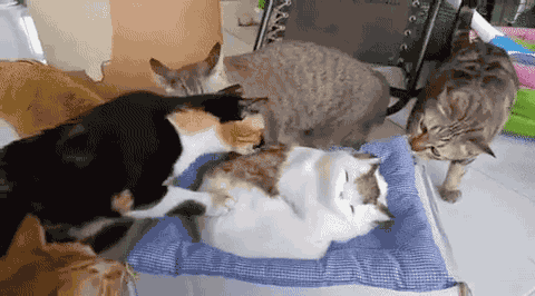 tumblr_o7yjlmgLYw1uluepno1_500.gif