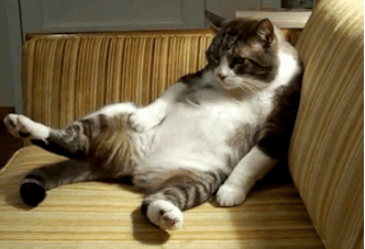 tumblr_mdnzqqEsCq1rskga0o1_r1_400.gif