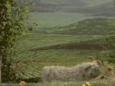 giphy.gif