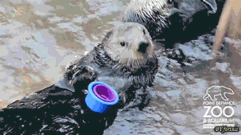 giphy.gif
