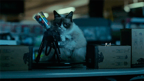 giphy.gif