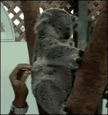tumblr_nblswnE3LM1s02vreo1_250.gif