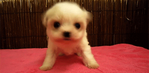 giphy.gif