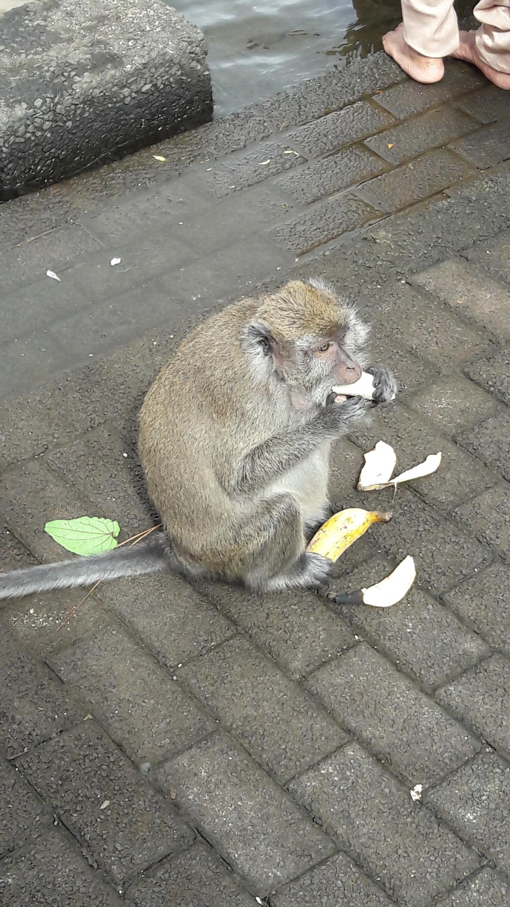 32792577lq.jpg