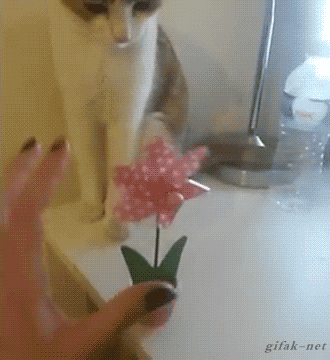 tumblr_nphm0zoTYn1s2yegdo1_400.gif
