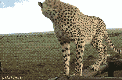 tumblr_np057lb20s1s2yegdo1_400.gif